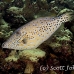 filefish_scrawled_sgsj_si_h_0097_egy4444.jpg